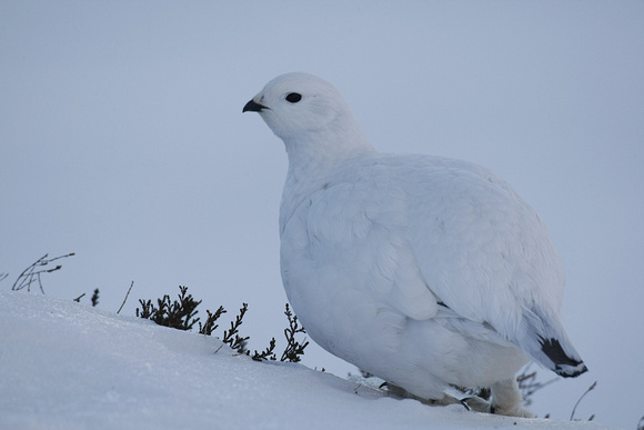 Ptarmigan