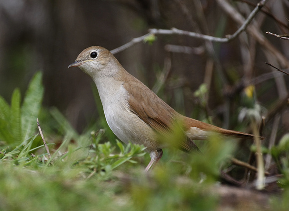 Nightingale
