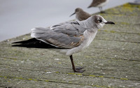 Laughing Gull