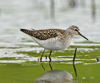 Green,Wood & Solitary Sandpiper