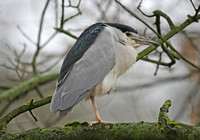Night Heron