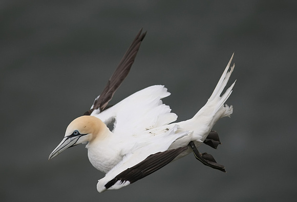 Gannet