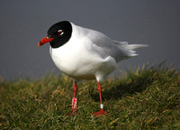 Mediterranean Gull