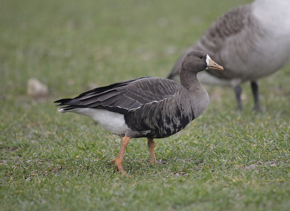 Greenland White-fronted Goose