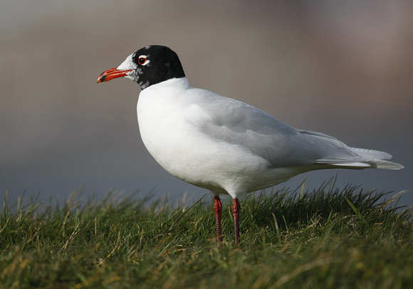 Mediterranean Gull