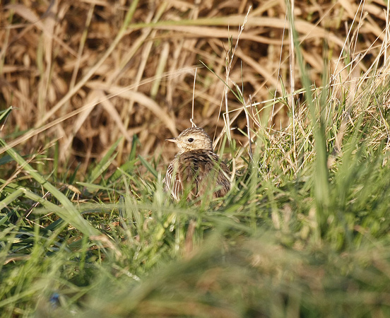 Blyth's Pipit