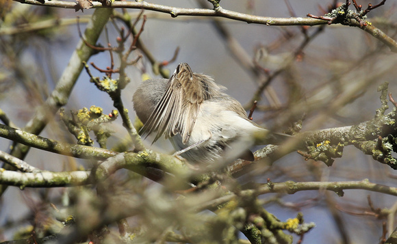 Lesser Whitethroat