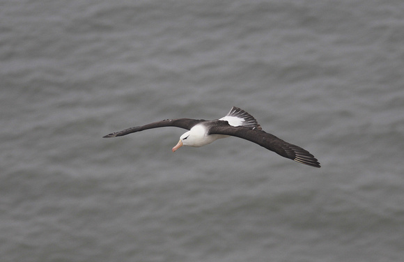 Black-browed Albatross
