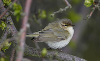 Chiffchaff