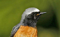 Common Redstart