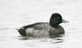 Greater Scaup & lesser scaup