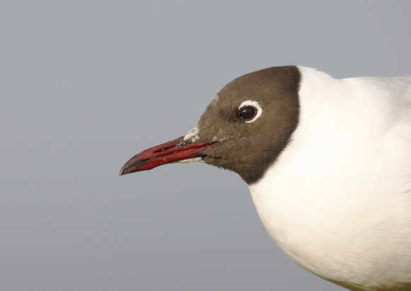 Black Headed Gull