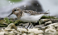 Sanderling