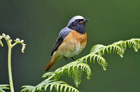 Common Redstart