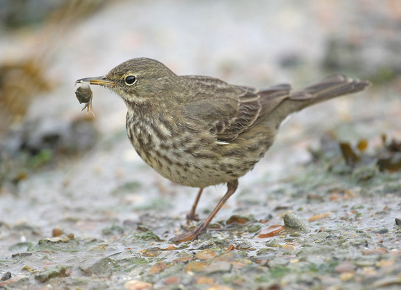 Rock Pipit
