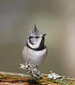 Crested Tit 2015