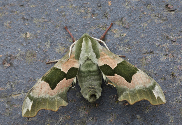 Lime Hawkmoth
