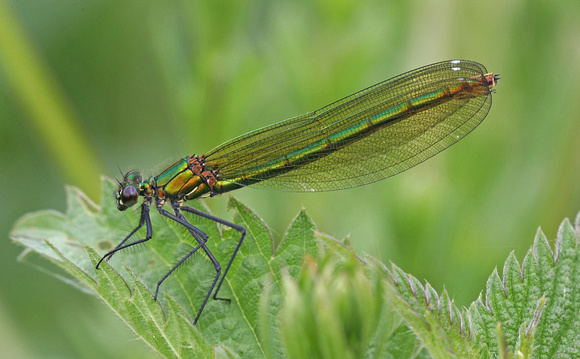 Banded Demoiselle