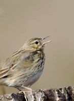 Tree Pipit