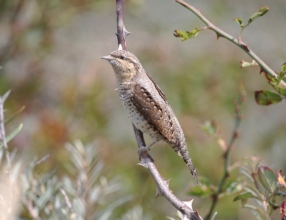 Wryneck