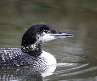 Great Northern Diver