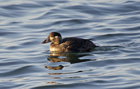 Surf Scoter