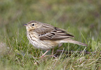 Tree Pipit