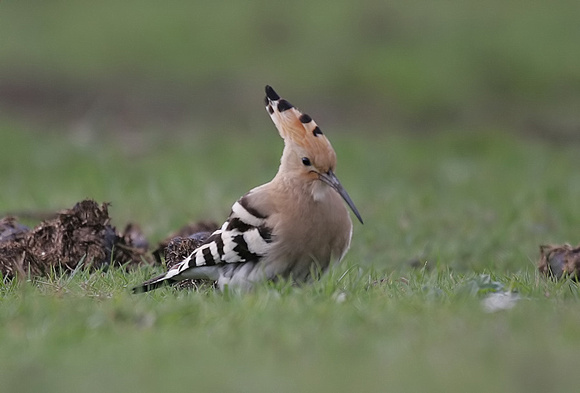 Hoopoe