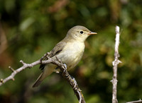 Icterine Warbler