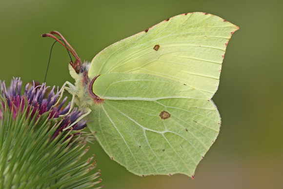 Brimstone