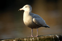 Glaucous Gull