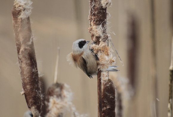 Penduline Tit