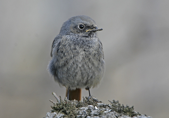 Black Redstart