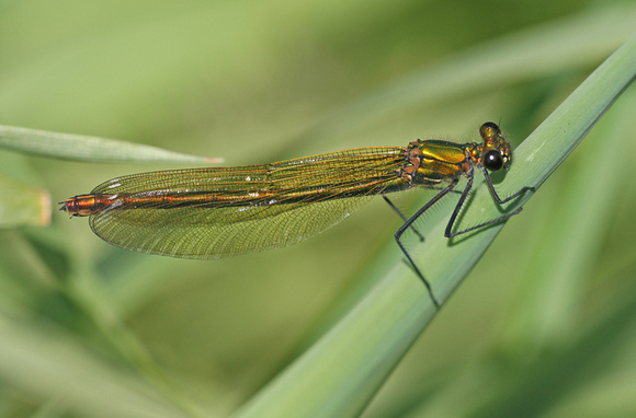 Banded Demoiselle (female)