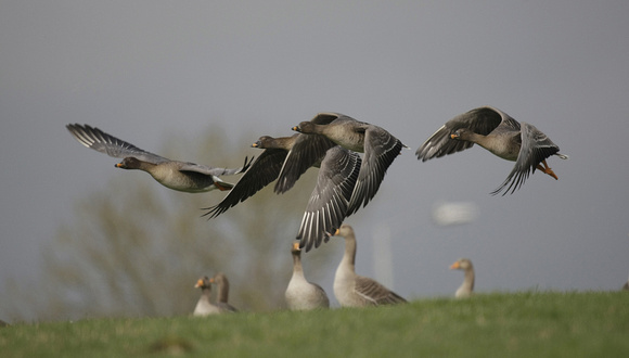 Tundra Bean Goose