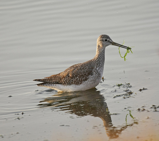 Greater Yellowlegs