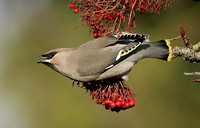 Waxwing