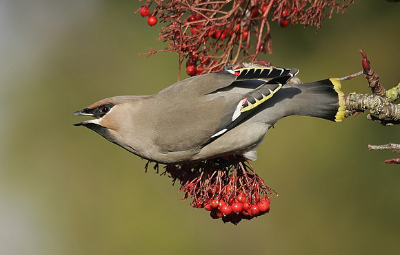 Waxwing