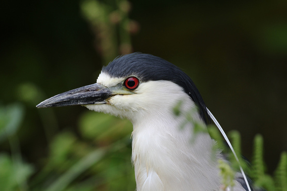 Night Heron