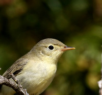 Icterine Warbler