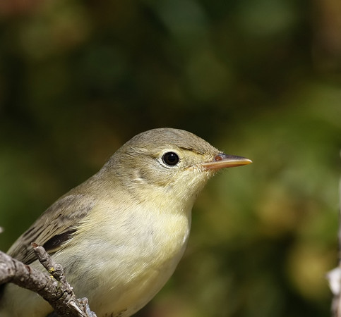 Icterine Warbler