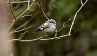 Masked Shrike