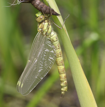 Southern Hawker