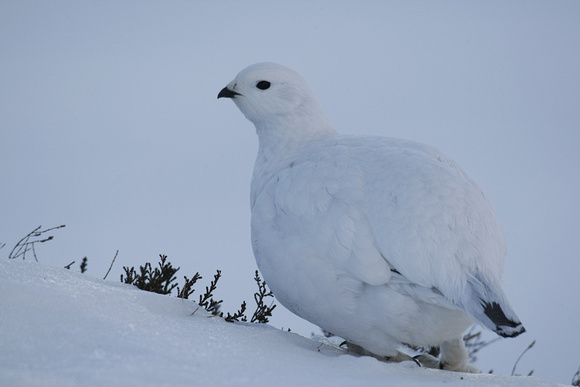 Ptarmigan