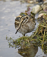 Jack Snipe