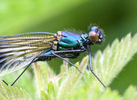 Banded Demoiselle