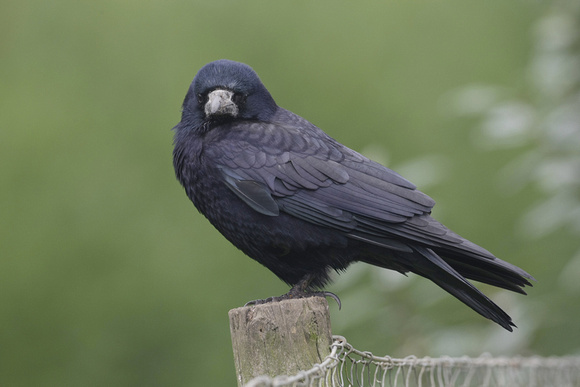 Rook