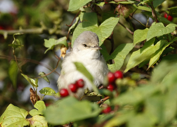 Barred Warbler