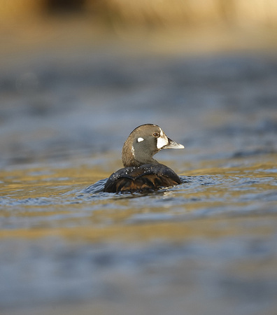 Harlequin Duck