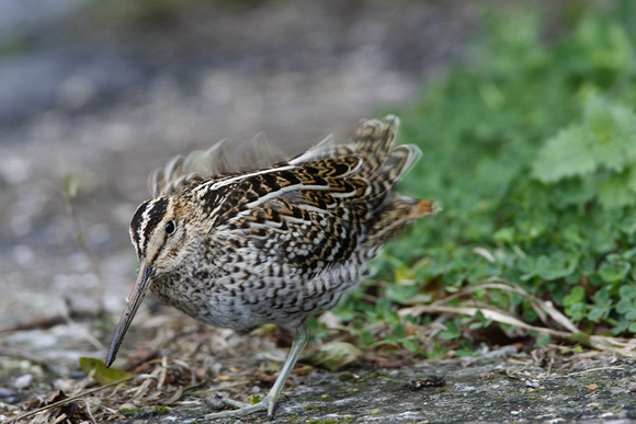 Great Snipe